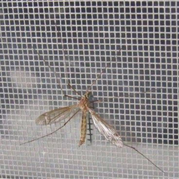 مكافحة الحشرات